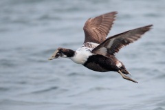 Common Eider