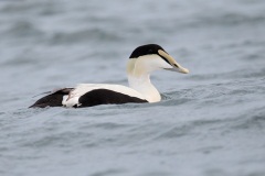 Common Eider