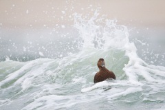 Common Eider