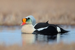 King Eider