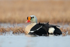 King Eider