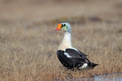 King Eider