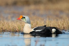 King Eider