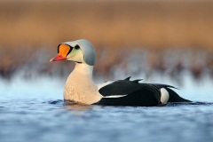 King Eider