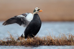 Spectacled Eider