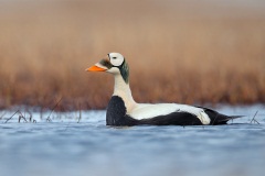 Spectacled Eider