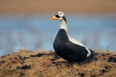 Spectacled Eider