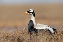 Spectacled Eider