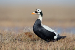 Spectacled Eider