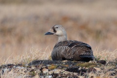 Spectacled Eider