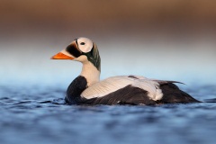 Spectacled Eider