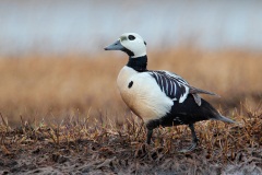 Steller's Eider