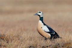 Steller's Eider