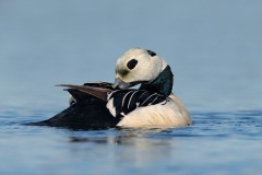 Steller's Eider