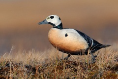 Steller's Eider