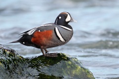 Harlequin Duck