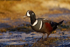 Harlequin Duck