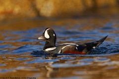 Harlequin Duck