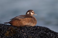 Harlequin Duck