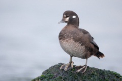 Harlequin Duck