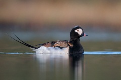 Long-tailed Duck