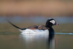 Long-tailed Duck