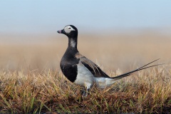 Long-tailed Duck