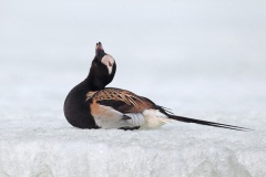 Long-tailed Duck