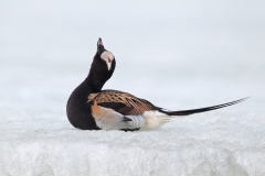 Long-tailed Duck