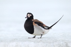 Long-tailed Duck