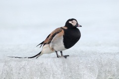 Long-tailed Duck