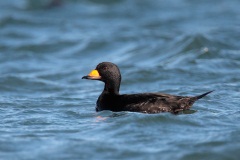 Black Scoter