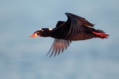 Surf Scoter