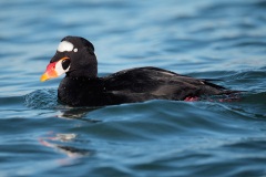 Surf Scoter