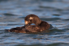 White-winged Scoter