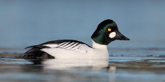 Common Goldeneye