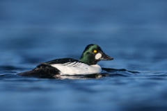 Common Goldeneye