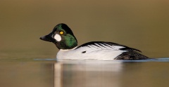 Common Goldeneye