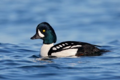 Barrow's Goldeneye