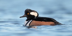 Hooded Merganser