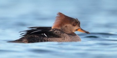 Hooded Merganser