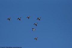 Hooded Merganser