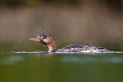 Red-breasted Merganser