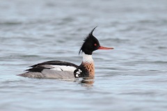 Red-breasted Merganser