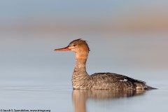 Red-breasted Merganser