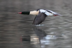 Common Merganser