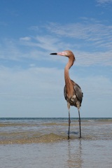 Reddish Egret