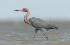 Reddish Egret