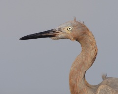 Reddish Egret