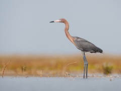 Reddish Egret